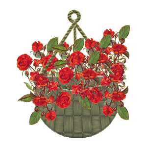 hanging basket