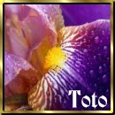 Toto